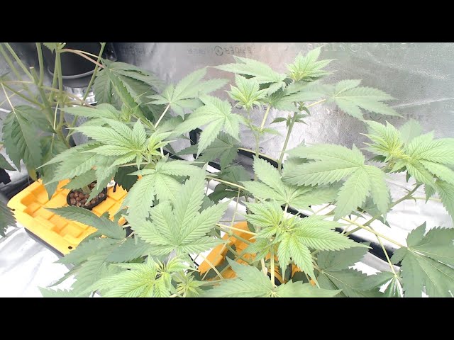 (LIVE) G1.86  "Grow Together Series" Growing Cannabis (Season 1)