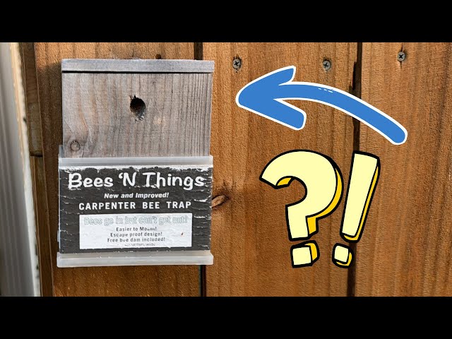 Bees 'N Things Carpenter Bee Trap - Quick Review