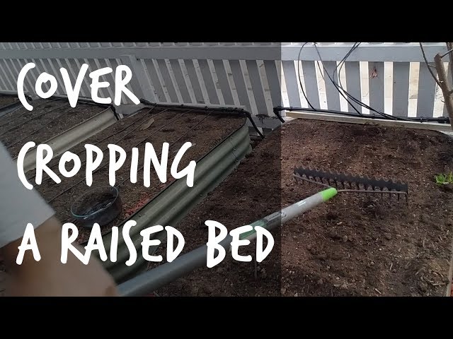 Soil Health Tips: How to Plant Cover Crops in a Raised Bed
