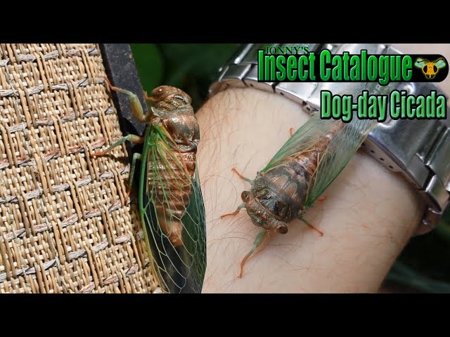 Dog-Day Cicada - Its First Steps