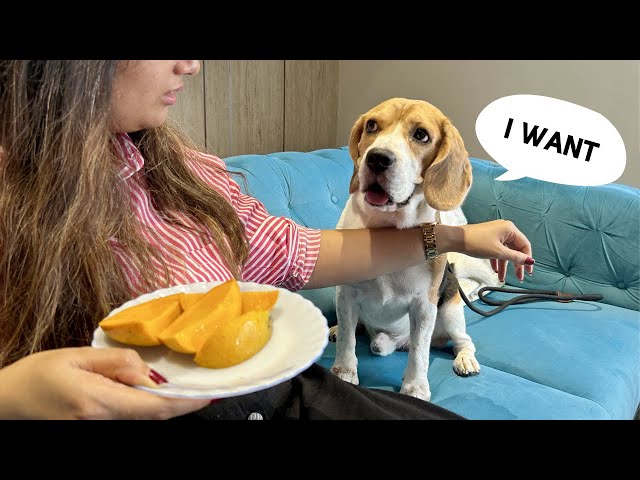 11 Things You Can’t Do When You Own A Beagle