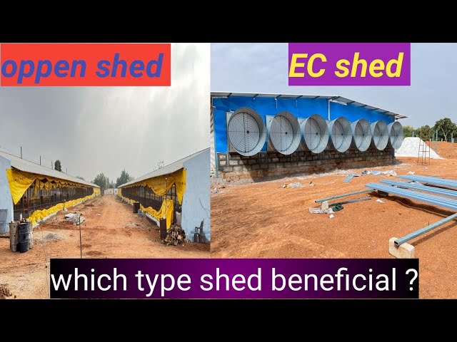 What is deferent between Ec shed and open shed,who is beneficial,#poultry