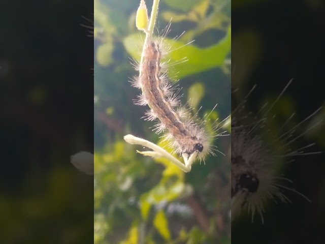 #Insects#The fall webworm #Hyphantria cunea#Larva stage#caterpillar#beautiful#Kids#nature lovers
