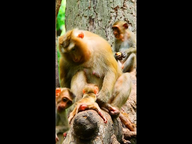 Amazing... Mama Rose try train & learn her New baby monkey walk when she was birth 2day
