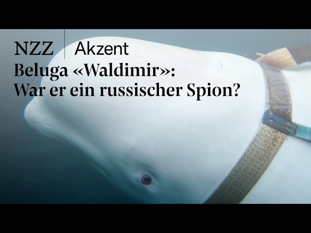 Norwegens berühmtester Wal: War Beluga «Waldimir» ein russischer Spion? | NZZ Akzent