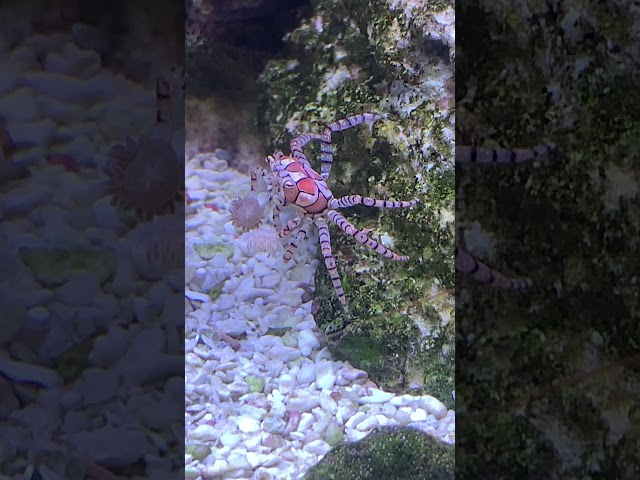 Peppermint Shrimp showing respect