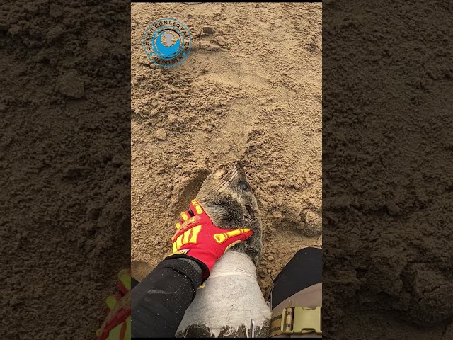 Seal Pup Rescued From Filter #shorts