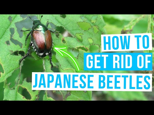 How to GET RID OF JAPANESE BEETLES