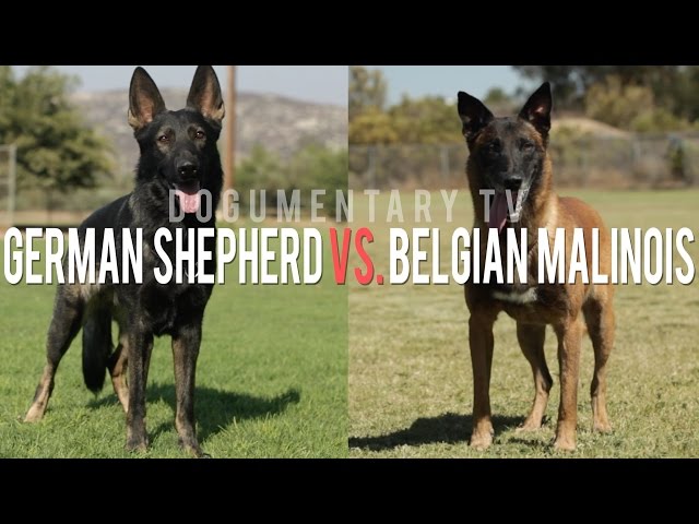 THE BELGIAN MALINOIS VS. THE GERMAN SHEPHERD ELITE WORKING DOGS
