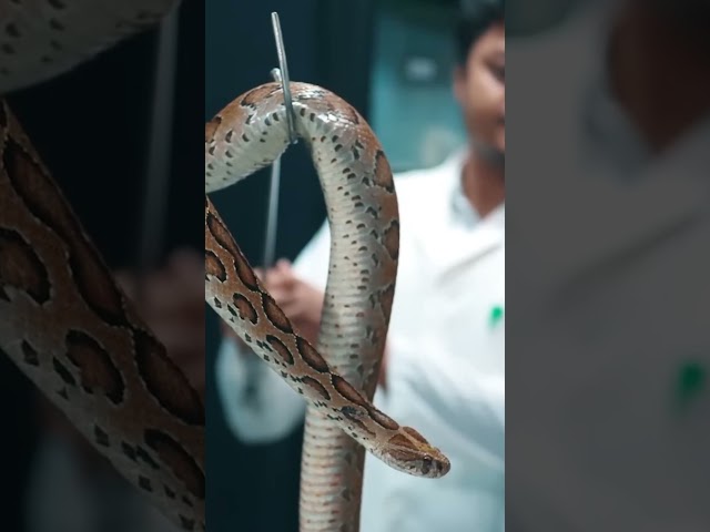 রাসেল ভাইপার কতটা ভয়ংকর ☠️💀| How Dangerous Russell’s Viper Is |  wildlife, dangerous snakes,