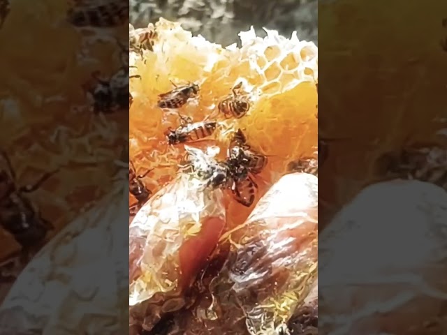honey #honey #honeybee #bee #indian_honey