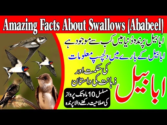 Interesting Facts About Swallow || Ababeel Bird Story in Urdu\Hindi || Amazing Facts About Swallows