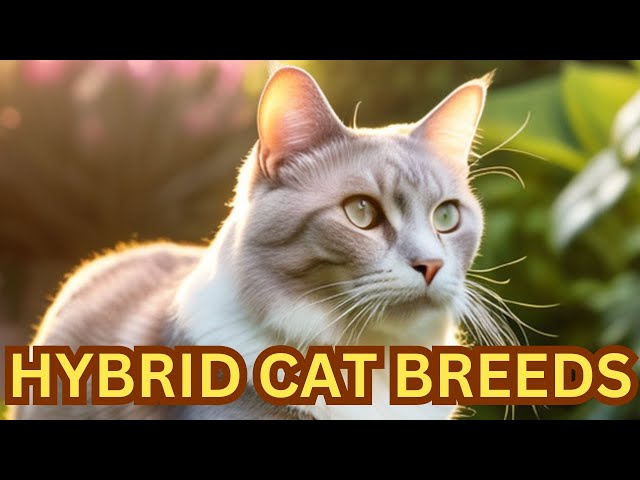 The Fascinating World of Hybrid Cat Breeds #catfacts #catbreeds