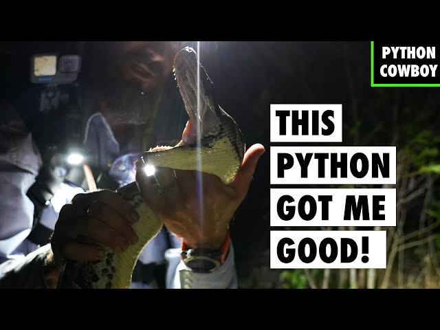 This Giant Python Was Not Going Out Without A Fight