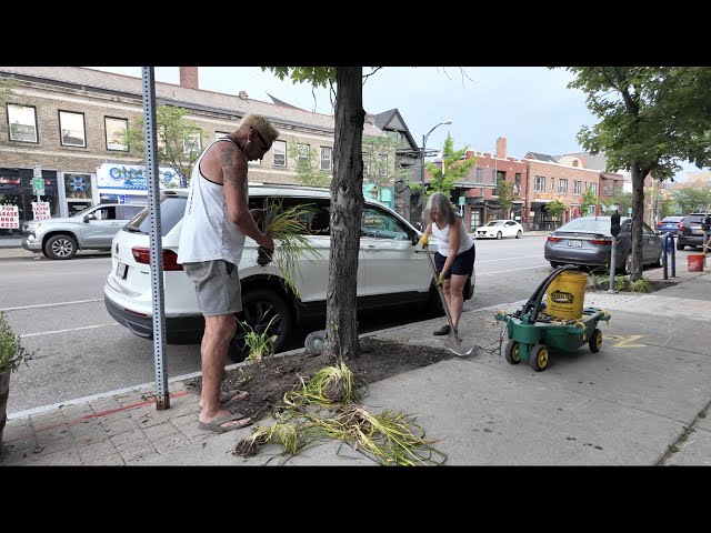 'Let's make it happen': Elmwood neighbors look to beautify Elmwood Ave with new plants and tree beds