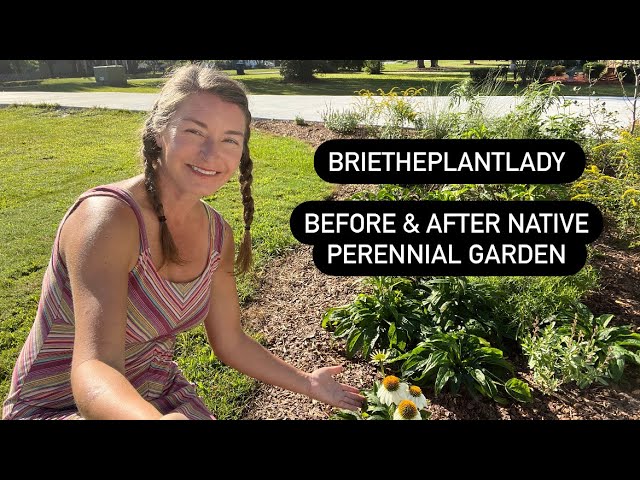 Before & After Native Perennial Garden