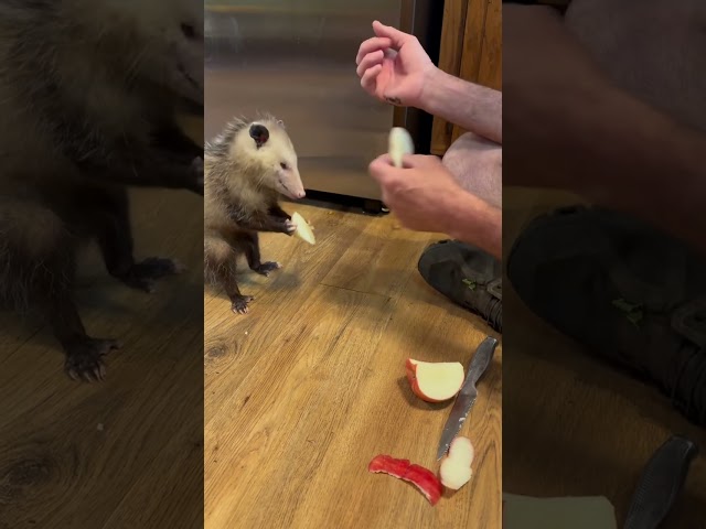 Blind Possum taste test! #taste #test  #possum #follow #animal #funny #fruit #wildlife #love #food