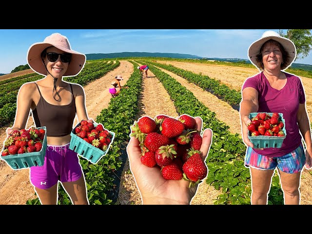 The Last Strawberry Harvest