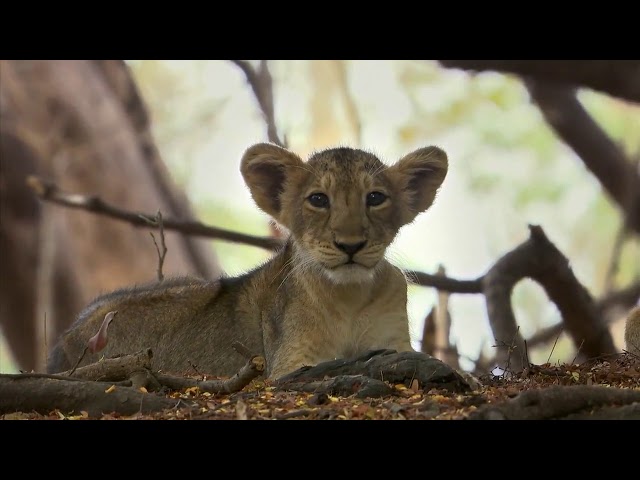 SECRETS Of WILD INDIA  DESERT LION   Episode 3  David Attenborough    HD 720pi