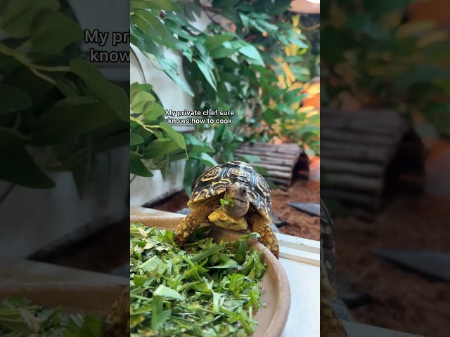 Oh to be a stay at home tortoise 😌 #tortoiselove #tortoisevideo #petsofyoutube