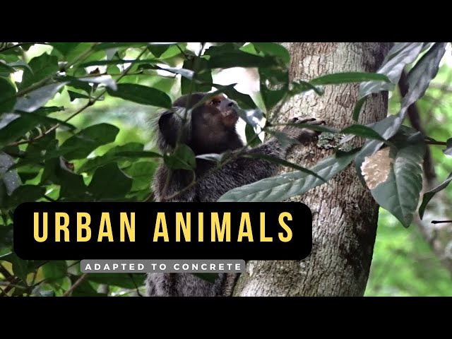URBAN ANIMALS - who are the wild animals that live in the city?