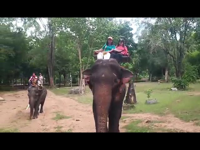 Elephant Riding here in Thailand🇹🇭🧳✈️📸🐘#simplyamazing #amazingthailand