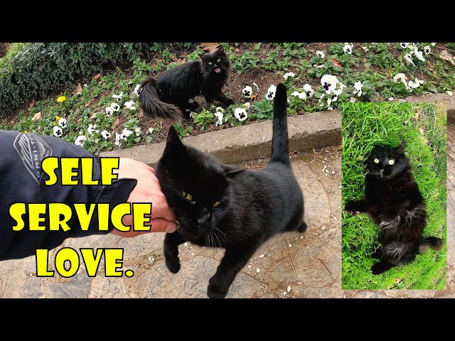 Self service love of cats. We can learn about love from black cats.