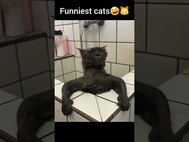 #funniest #cats🤣🐱