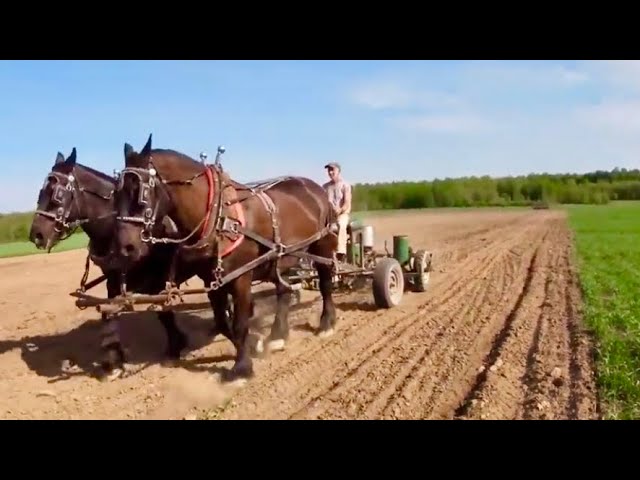 Farming with Horses: Planting Corn Field