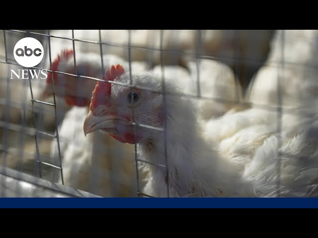 2nd human case of bird flu confirmed in Michigan connected to dairy cow outbreak
