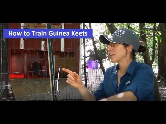 How To Train Guinea Keets