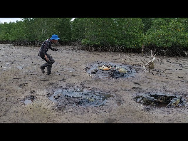 Catching King Mud Crab in Mangroves Forest
