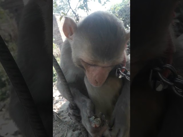 cute monkey🐒🐒||monkey tiktok video||#monkey funny comedy tik tok video ||#monkeyvideo ||#monkeyfunny