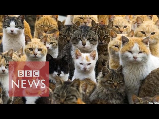 Japan's Cat Island - BBC News