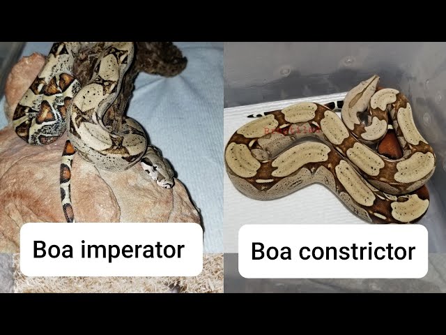 Boa imperator  vs. Boa constrictor