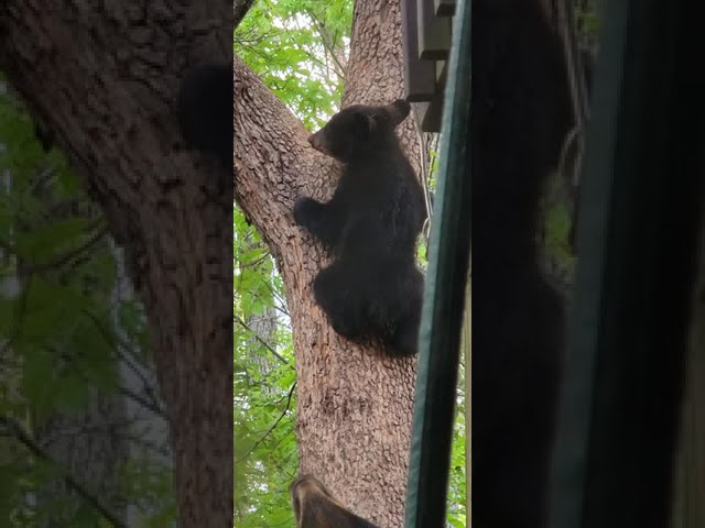 Baby Bear Climbing Tree