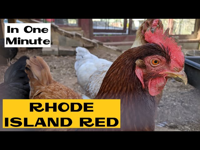 Rhode Island Red | All about Chicken Breeds in a Minute