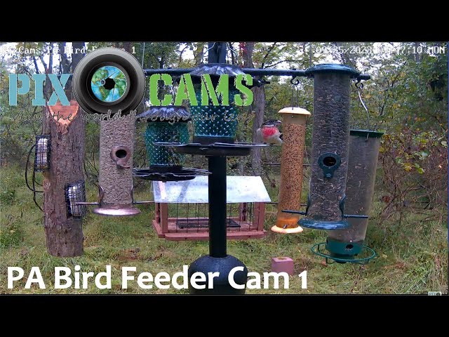 PixCams.com PA Bird Feeder 1 Live Stream - Grosbeaks, Orioles, and Hummingbirds!