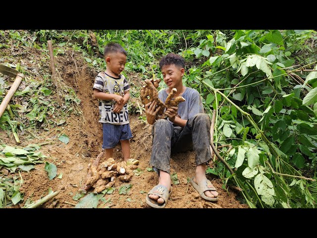 Two orphan brothers digging wild potatoes were lucky enough to win big.  Ly Tieu Quy