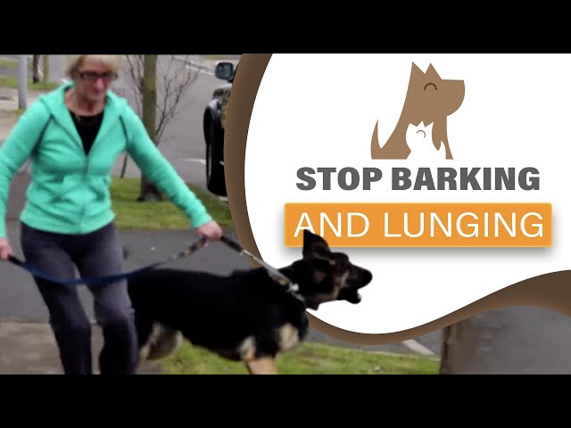 How to STOP your dog barking/ lunging at visitors & dogs; aggression