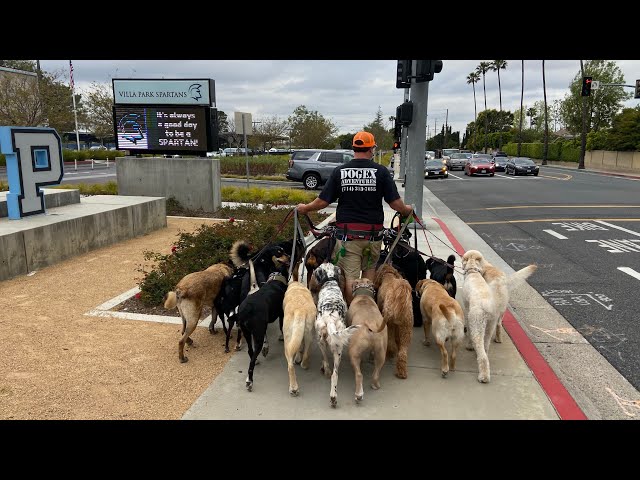 19 pack dogs going for a walk