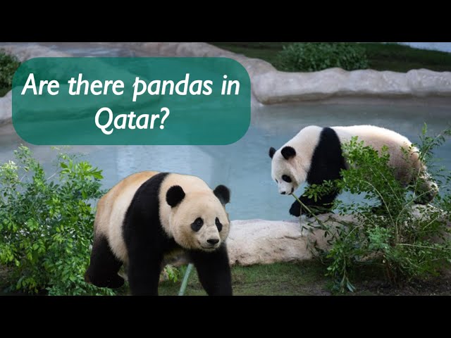 Are there pandas in Qatar? | Inside World’s Biggest Panda House Qatar