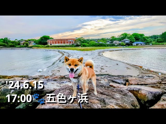 【能登半島】R6.6.15 17:00 夕方の五色ヶ浜を柴犬たろー散歩🐾Noto 99bay Taro's Walk