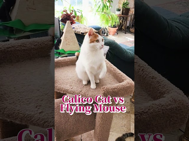 Calico Kitty Vs Flying Mouse 😺🐭 #cat #cats #catslover #kitty
