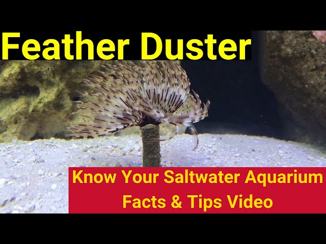 Feather Duster. Know Your Saltwater Aquarium: Facts & Tips