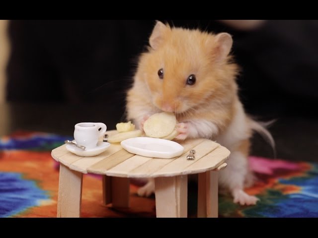 Making Tiny Things For Our Hamster
