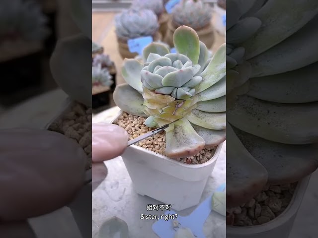 WHY CUT THE LEAVES OF SUCCULENT
