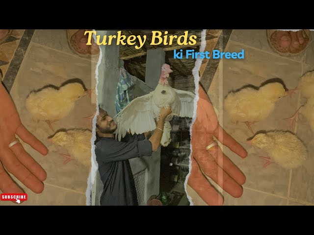 Alhamdulillah Turkey Birds 🦃 ki First Breed