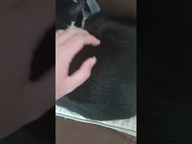 a long video of my cat Domino part 19🥰🥰🥰🥰