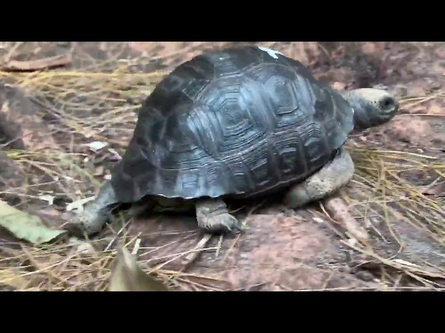 #32   6 Inch  Aldabra Tortoise